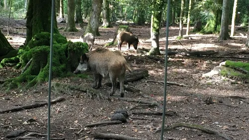 La fédération départementale des chasseurs insiste sur la...